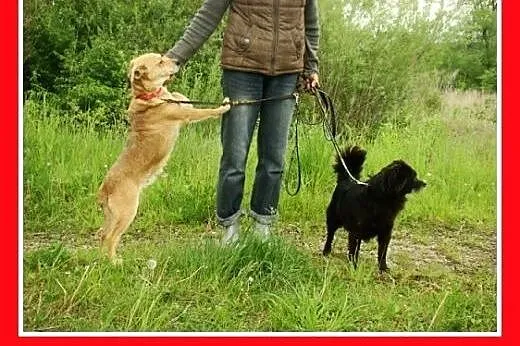 Spaniel tyb.mix,łagodny,grzeczny,spokojny piesek K