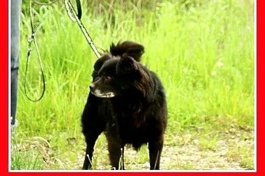 Spaniel tyb.mix,łagodny,grzeczny,spokojny piesek K