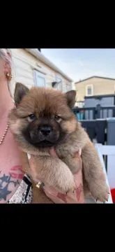 Urocze szczenięta Chow Chow... napisz do mnie na WhatsApp: +44 7453 907158, , Legnica