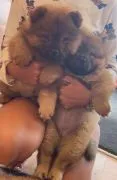 Urocze szczenięta Chow Chow... napisz do mnie na WhatsApp: +44 7453 907158