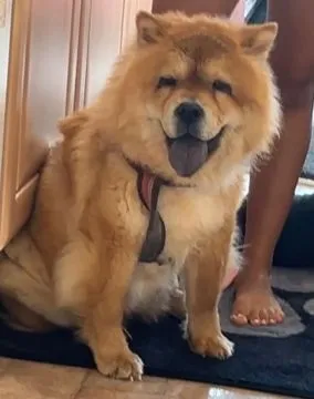 Urocze szczenięta Chow Chow... napisz do mnie na WhatsApp: +44 7453 907158, , Legnica