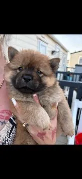 Urocze szczenięta Chow Chow... napisz do mnie na WhatsApp: +44 7453 907158, , Legnica