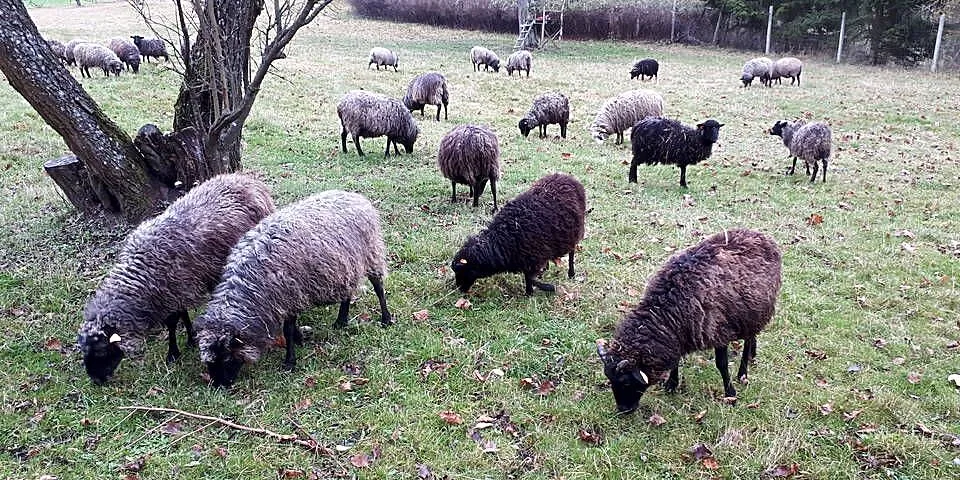 Wrzosówki, Pomorskie, Nowa Karczma