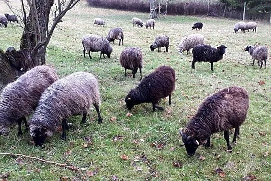 Wrzosówki, Pomorskie, Nowa Karczma