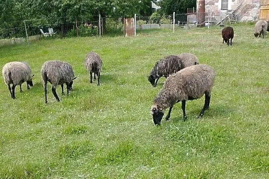 Wrzosówki, Pomorskie, Nowa Karczma