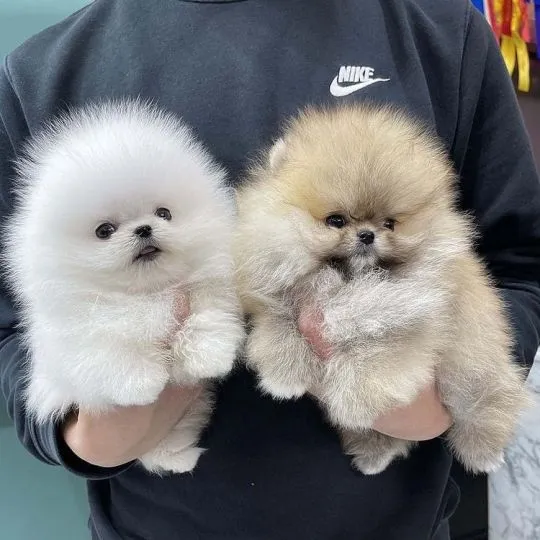 Pomeraniana Szczenięta miniaturowe dostępne dla kochających domów.