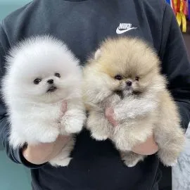 Pomeraniana Szczenięta miniaturowe dostępne dla kochających domów.