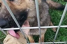 Piękna Mila szuka domku inaczej trafi do schronisk