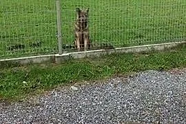 Piękna Mila szuka domku inaczej trafi do schronisk