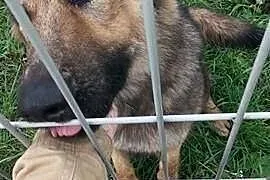 Piękna Mila szuka domku inaczej trafi do schronisk