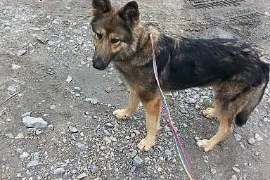 Piękna Mila szuka domku inaczej trafi do schronisk