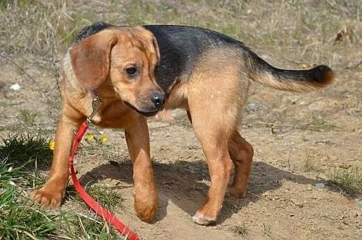 Adik roczny mix beagla mega przyjazny do adopcji,  mazowieckie Warszawa