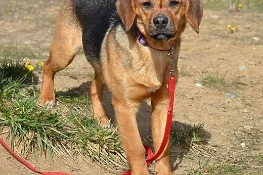 Adik roczny mix beagla mega przyjazny do adopcji, 