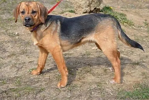 Adik roczny mix beagla mega przyjazny do adopcji, 