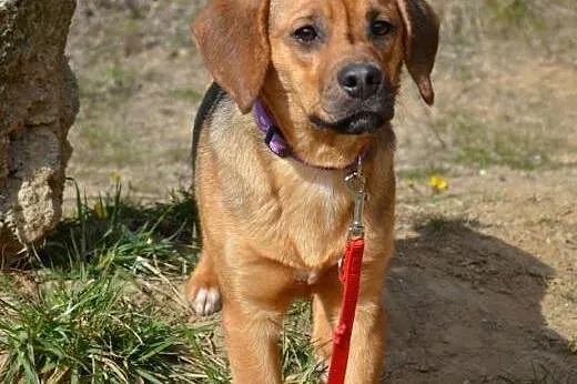 Adik roczny mix beagla mega przyjazny do adopcji, 