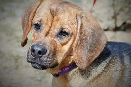 Adik roczny mix beagla mega przyjazny do adopcji, 