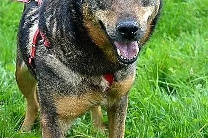 Perła - nikt tej suni nie chce :(, Warmińsko-mazurskie, Olsztyn