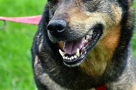 Perła - nikt tej suni nie chce :(, Warmińsko-mazurskie, Olsztyn