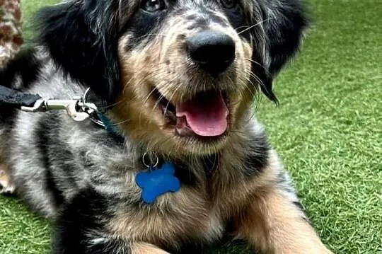 Szczeniaki golden aussie - golden retriever x owczarek australijski