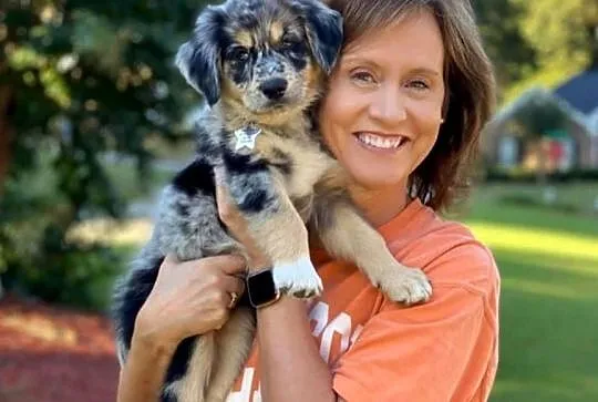 Szczeniaki golden aussie - golden retriever x owczarek australijski, Podkarpackie, Sanok