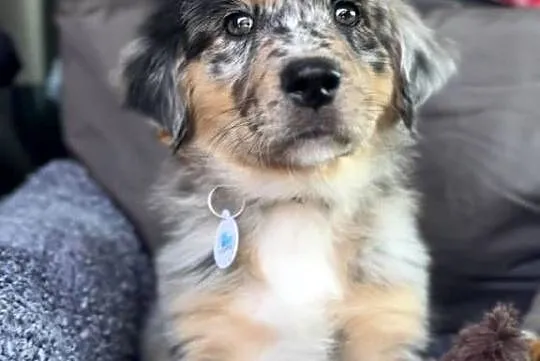 Szczeniaki golden aussie - golden retriever x owczarek australijski, Podkarpackie, Sanok