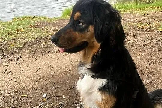 Szczeniaki golden aussie - golden retriever x owczarek australijski, Podkarpackie, Sanok