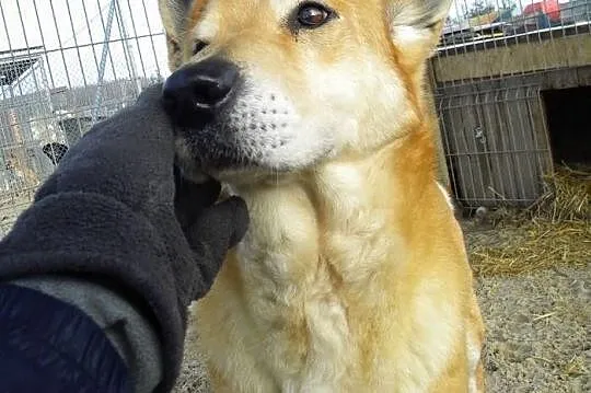 Cookie, piękna suczka czeka na człowieka, który podaruje jej dom!