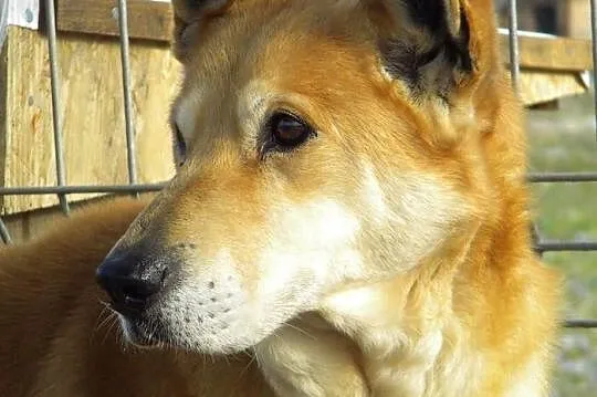 Cookie, piękna suczka czeka na człowieka, który po