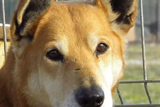 Cookie, piękna suczka czeka na człowieka, który po