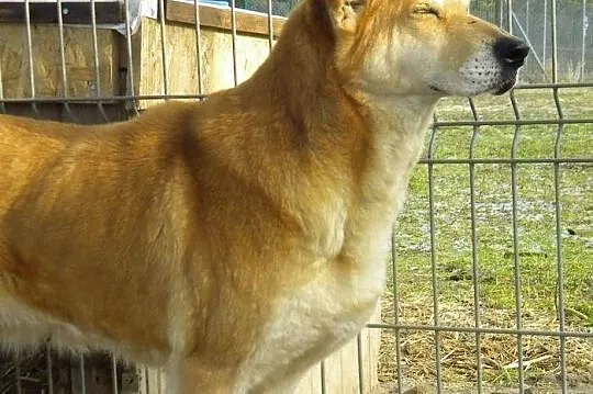 Cookie, piękna suczka czeka na człowieka, który po