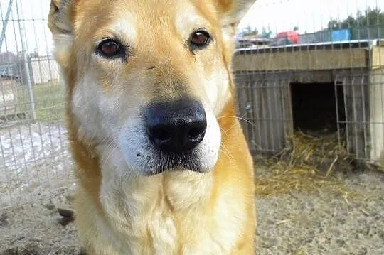 Cookie, piękna suczka czeka na człowieka, który po