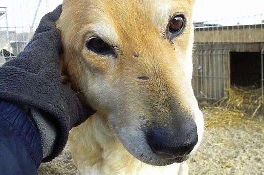 Cookie, piękna suczka czeka na człowieka, który po