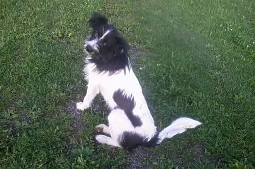 Wyrzucony kilka dni temu :( nieduży i miły, pilnie