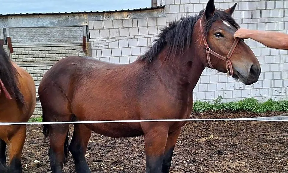 Klacz źrebica zimnokrwista 20 miesięcy, Świętokrzyskie, Ożarów