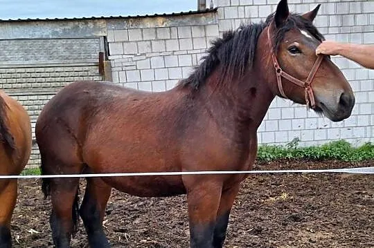 Klacz źrebica zimnokrwista 20 miesięcy, Świętokrzyskie, Ożarów