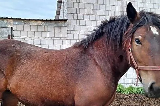 Klacz źrebica zimnokrwista 20 miesięcy, Świętokrzyskie, Ożarów