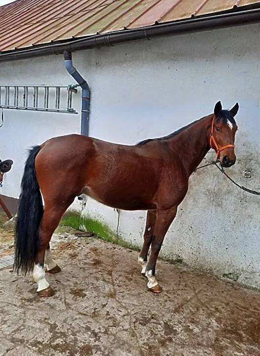 Konie Lądek,