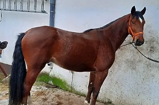 Konie Lądek, 
