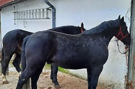 Konie Lądek, 