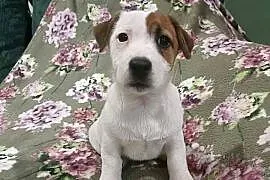 Wzorcowy Jack Russell terrier piękna budowa ojciec FCI