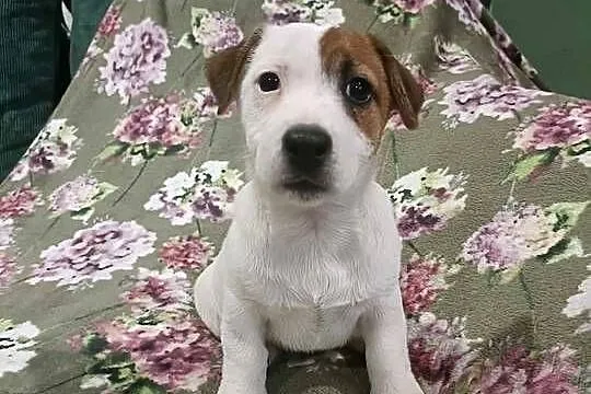 Wzorcowy Jack Russell terrier piękna budowa ojciec FCI, Opolskie, Krapkowice
