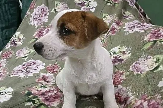 Wzorcowy Jack Russell terrier piękna budowa ojciec FCI, Opolskie, Krapkowice