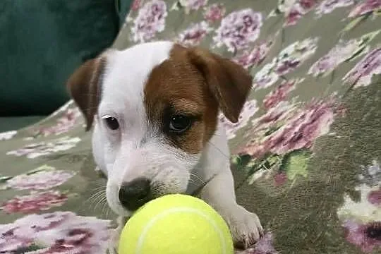 Wzorcowy Jack Russell terrier piękna budowa ojciec FCI, Opolskie, Krapkowice