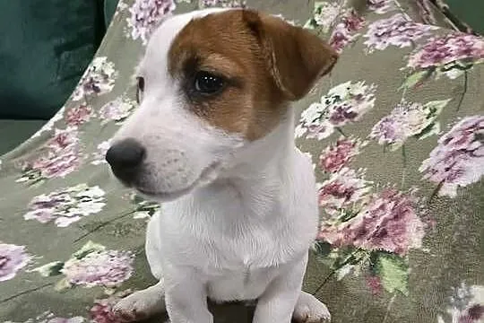 Wzorcowy Jack Russell terrier piękna budowa ojciec FCI, Opolskie, Krapkowice