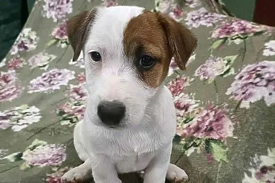 Wzorcowy Jack Russell terrier piękna budowa ojciec FCI, Opolskie, Krapkowice