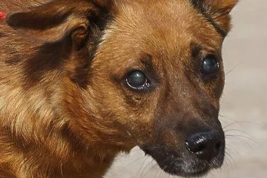 Frodo – sympatyczny psiak z dworca szuka domu,  mazowieckie Warszawa