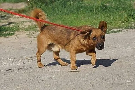 Frodo – sympatyczny psiak z dworca szuka