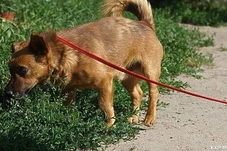 Frodo – sympatyczny psiak z dworca szuka