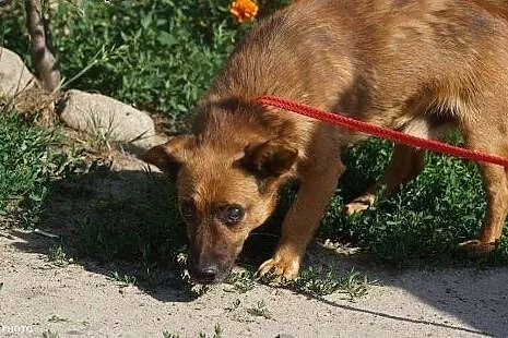 Frodo – sympatyczny psiak z dworca szuka