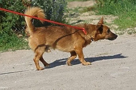 Frodo – sympatyczny psiak z dworca szuka